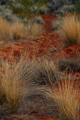 Uluru_Kings Canyon Sep 2022_D1B4707.jpg