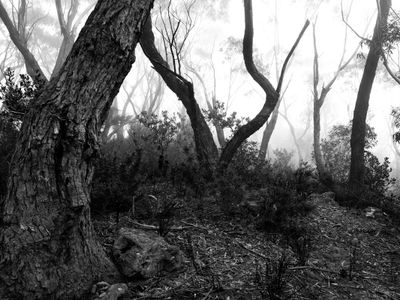 Blue Mountains Mar 2024_GFA6702_B&Ws.jpg