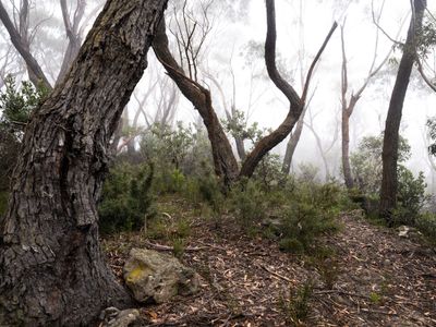 Blue Mountains Mar 2024_GFA6702s.jpg
