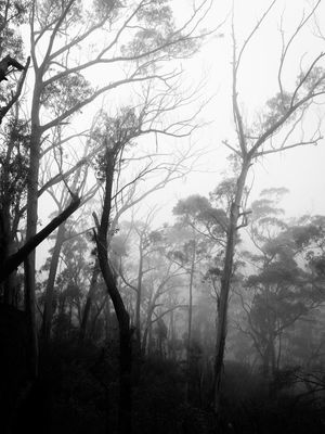 Blue Mountains Mar 2024_GFA6717_B&Ws.jpg