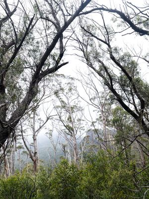 Blue Mountains Mar 2024_GFA6726s.jpg