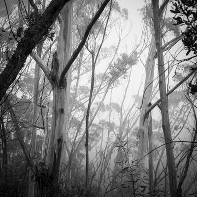 Blue Mountains Mar 2024_GFA6734_Sqs.jpg