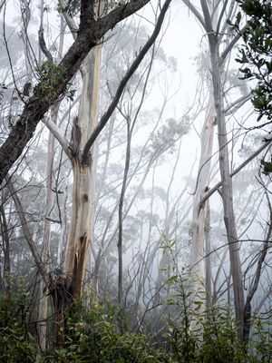 Blue Mountains Mar 2024_GFA6734s.jpg