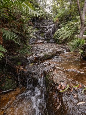 Wentworth Falls Mar 2024_GFA6469s.jpg