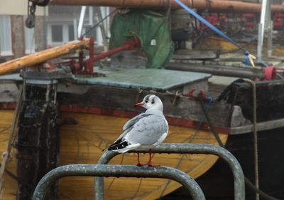 A seagull at Topsham