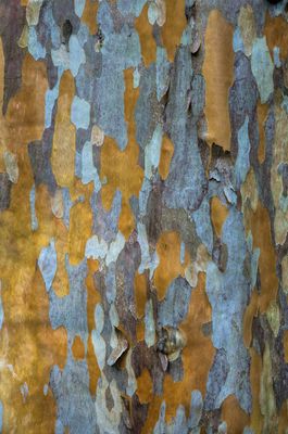 Abstract tree bark