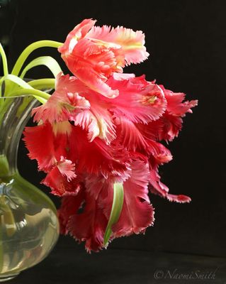 Garden Fire Parrot Tulip MR20 #9175