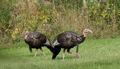Wild Turkeys - Meleagris gallopavo S22 #1312