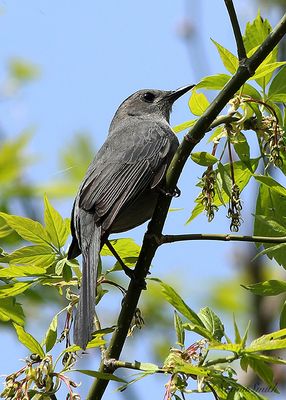 Gray Catbird - Dumetella carolinensis  MY22 #1051