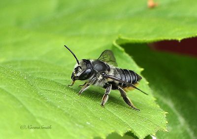 Megachile JL22 #5290