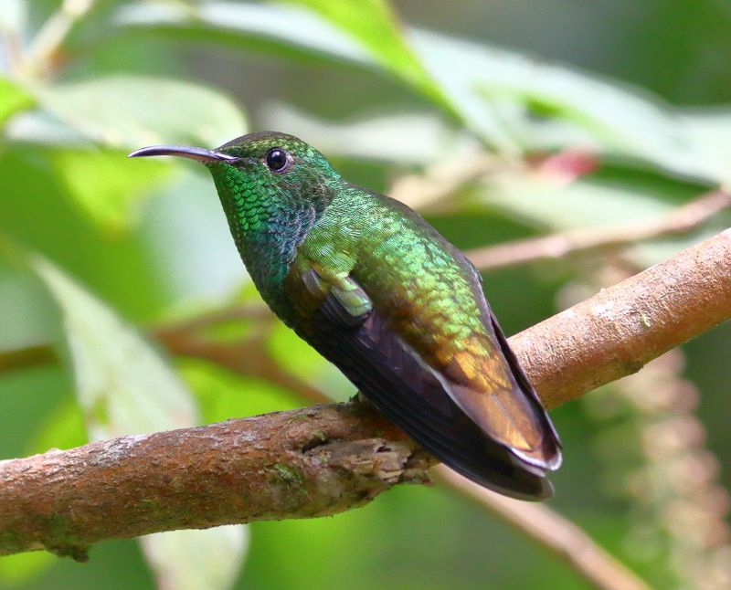 Rufous tailed Hummingbird