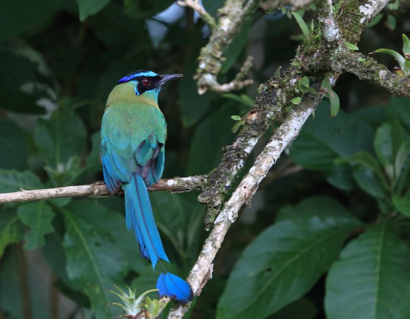 Birds of Costa Rica