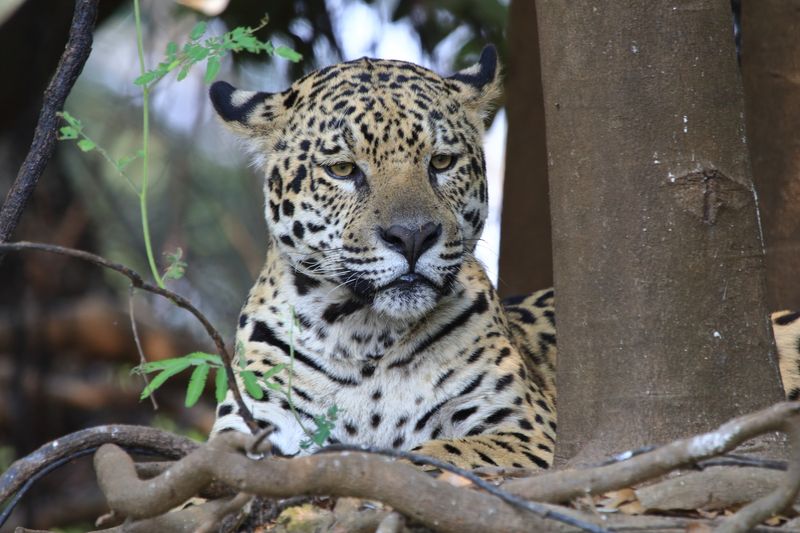 brazil_jaguars