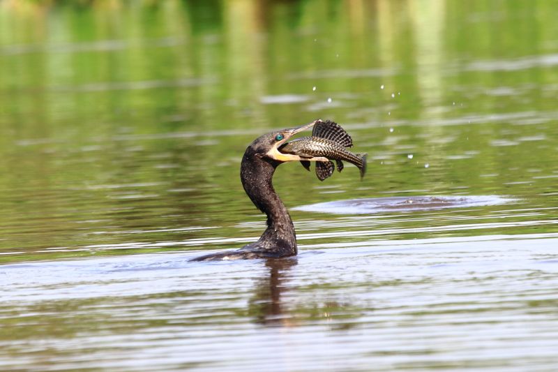 Neotropical Cormorant with Lunch