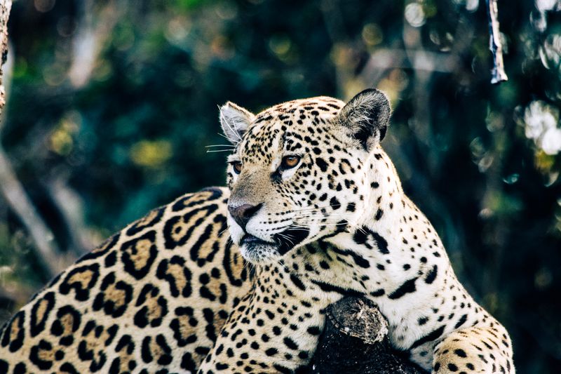 Jaguars and Wildlife of Brazil