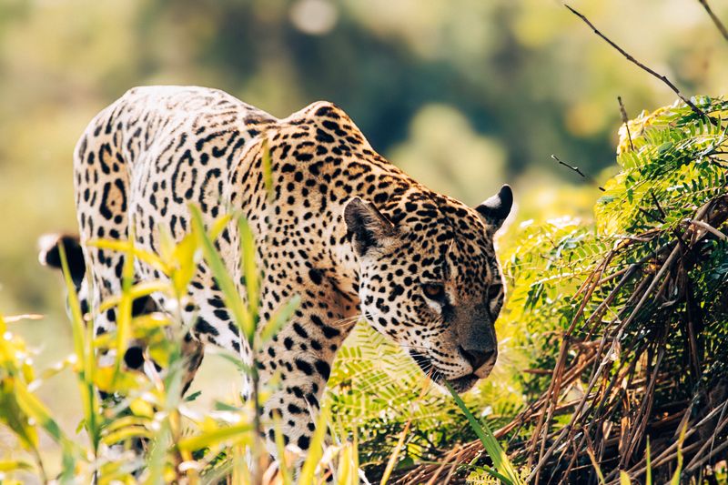 Jaguars and Wildlife of Brazil