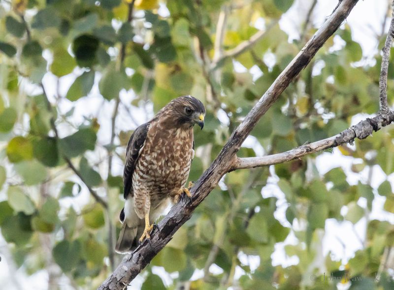 Broad-winged Hawk-1113.jpg