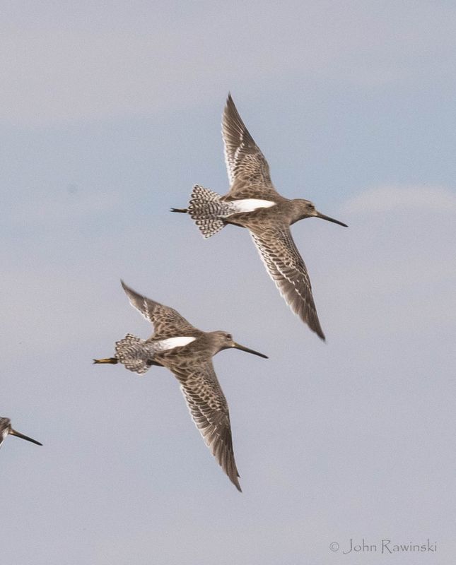 Dowitcher spp n flight show tail-1003.jpg