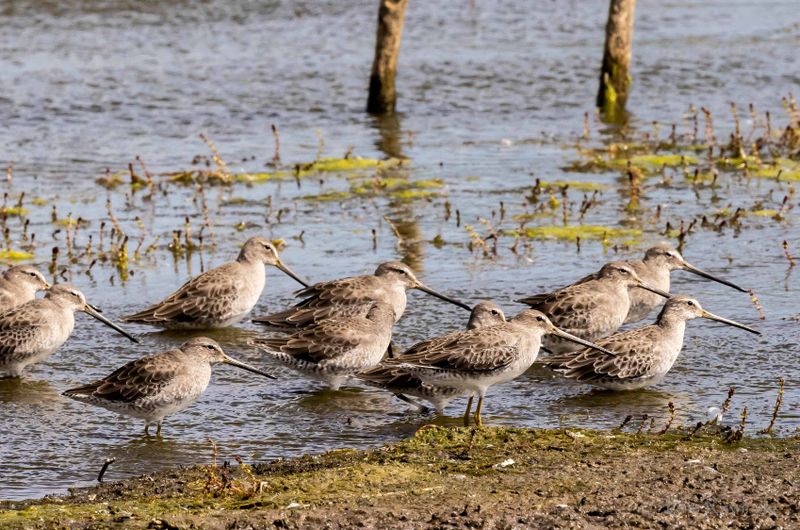 Dowitcher spp1_loqual.jpg