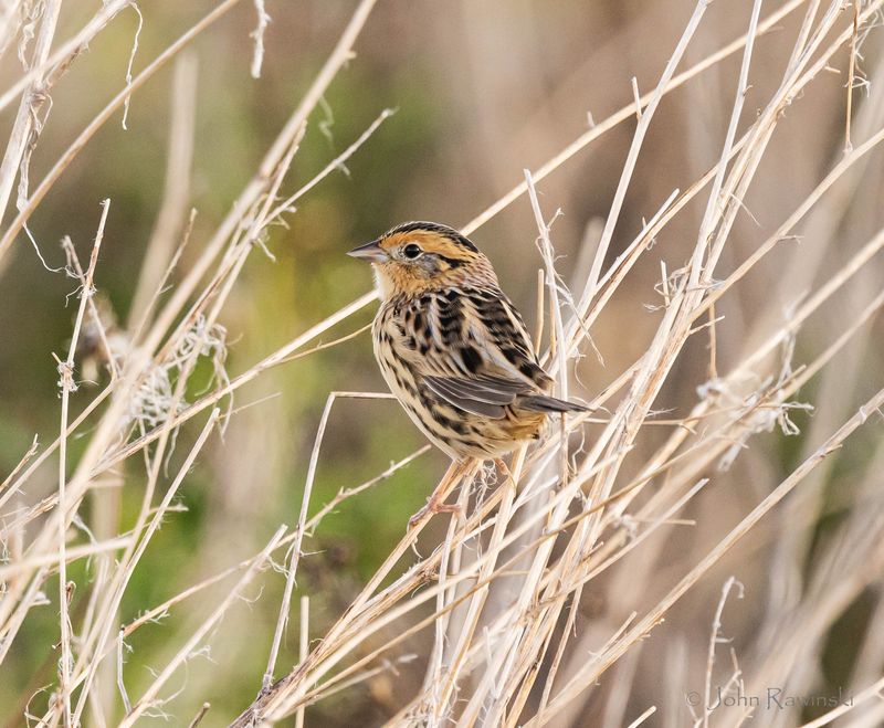 Lecontes sparrow22-1028.jpg