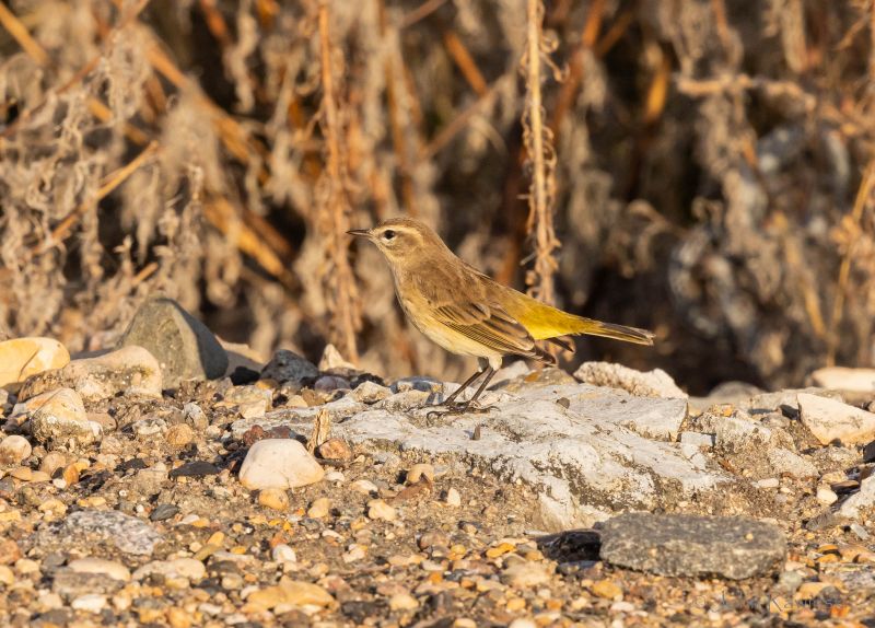 Palm Warbler-1081.jpg