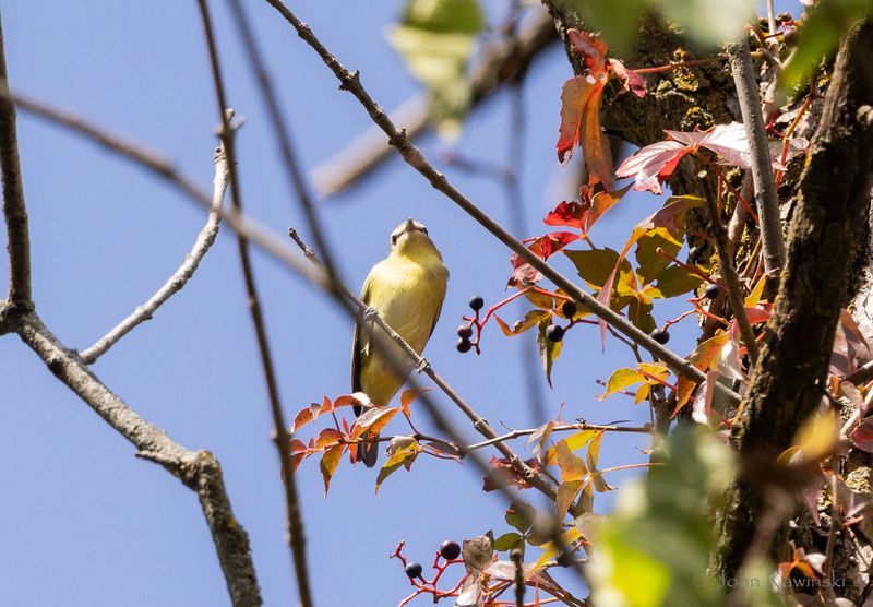Phila Vireo-1140.jpg
