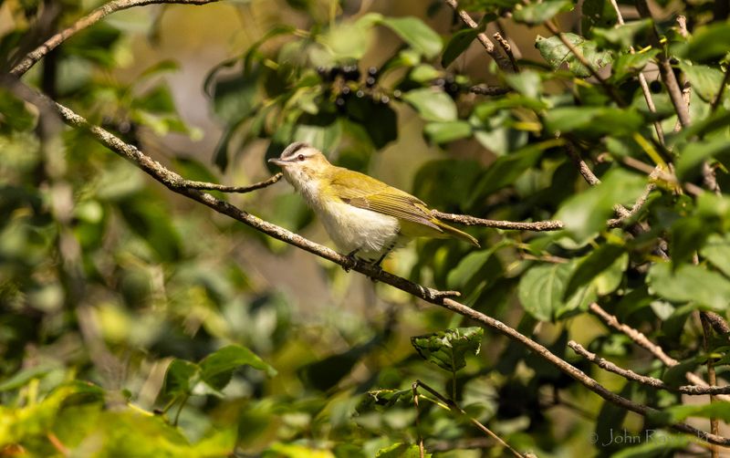 Red-eyed Vireo-1153.jpg