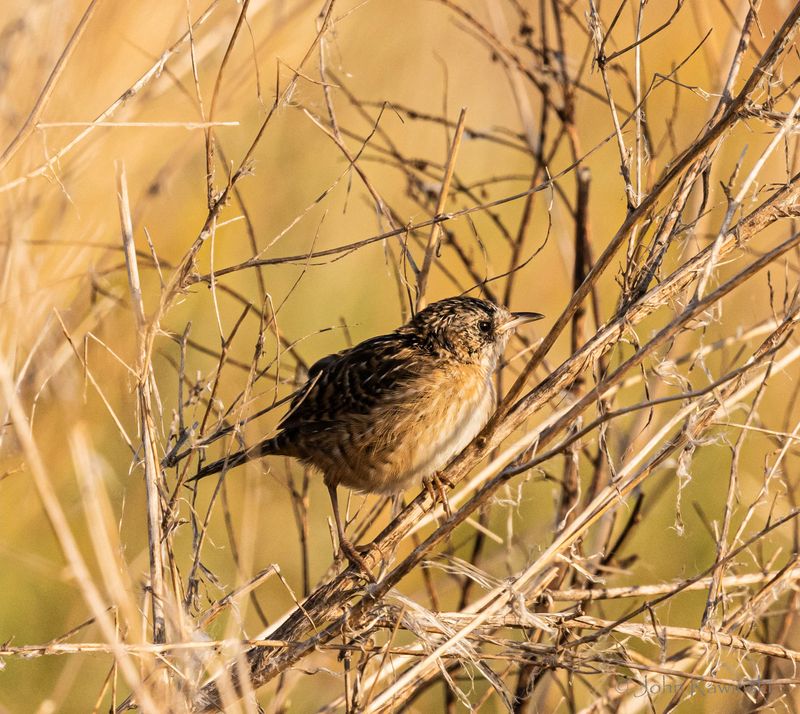 Sedge Wren-1072.jpg