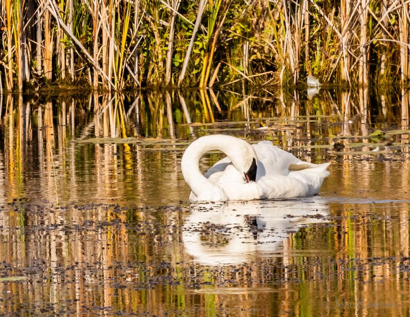 Trumpeter Swan Pretzel-1109.jpg