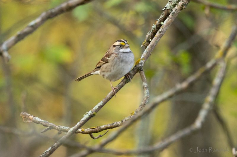 White-throated Sparrow-1134.jpg