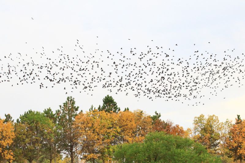 Blackbirds Gather McDowel Park ND.JPG