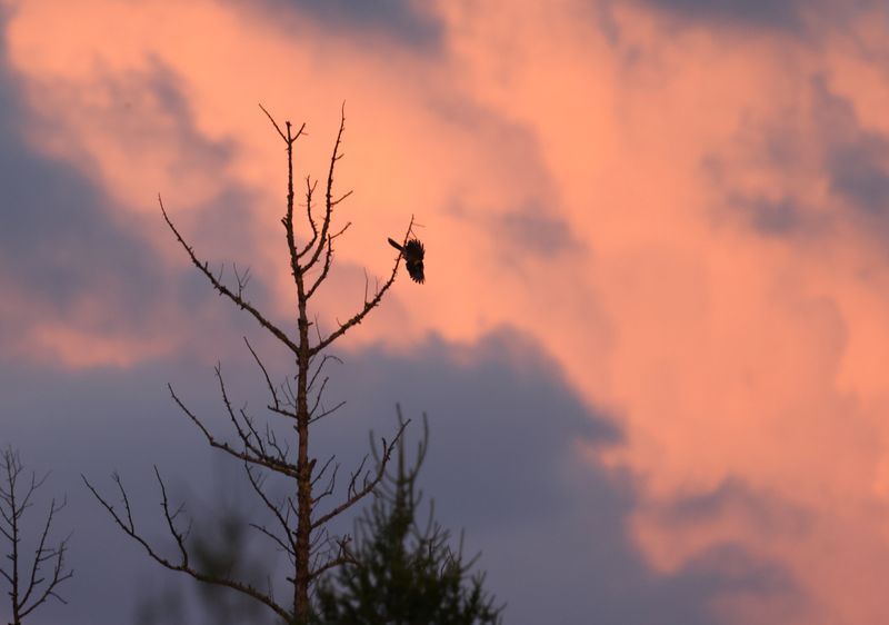Canada Jay Evening.JPG