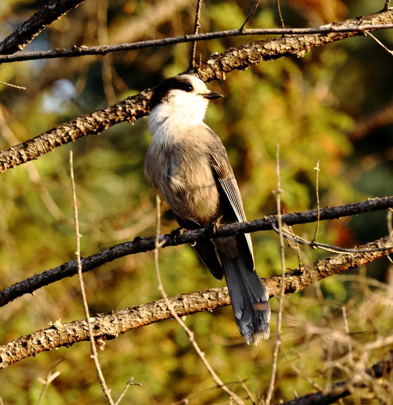 Canada Jay.JPG