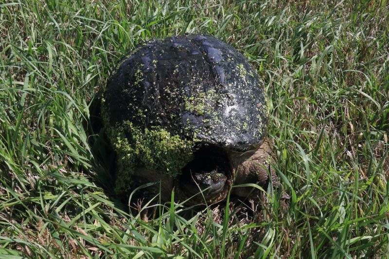 Snapping Turtle in SD.JPG