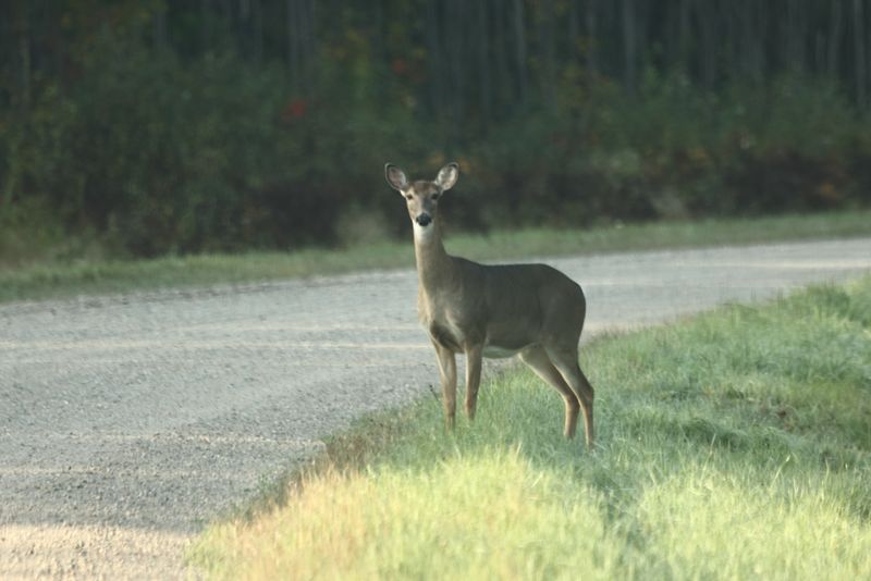 whitetail.JPG