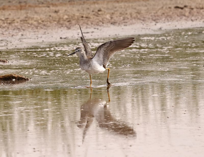 Lesser Yellowlegs