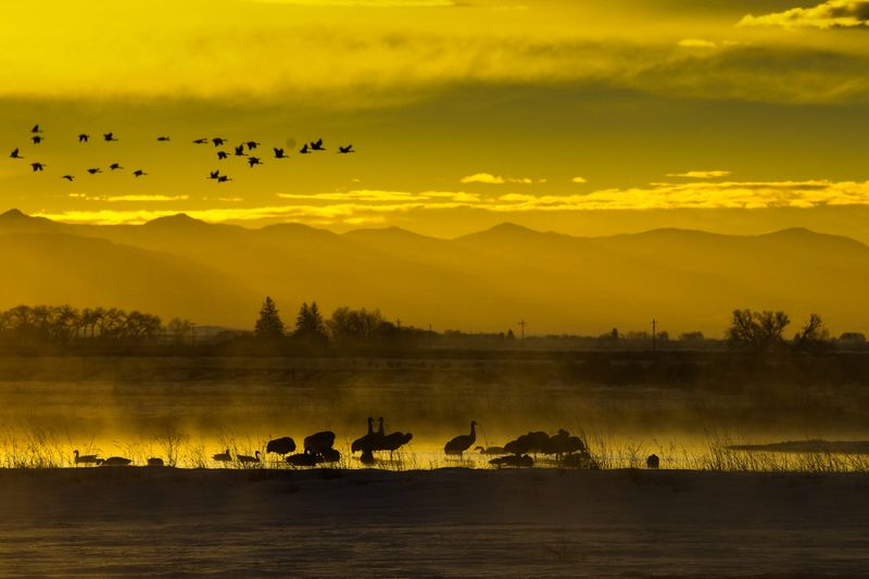 Cranes of Southern Colorado