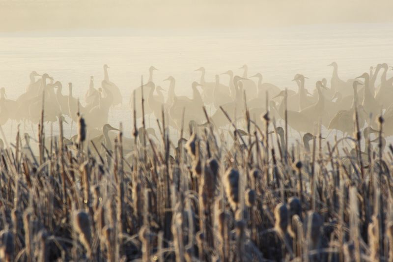 Cranes of Southern Colorado