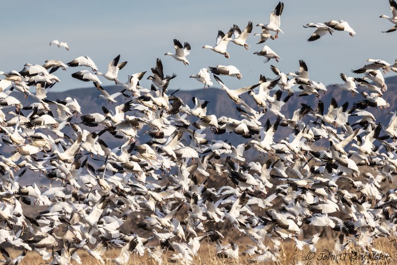 Wildlife of Bosque del Apache NWR New Mexico