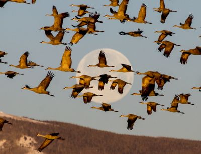 cranes_of_southern_colorado