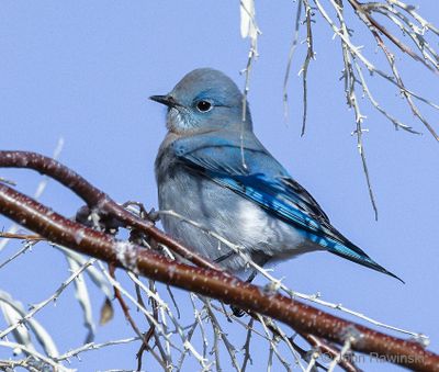 Mtn Bluebird-.jpg