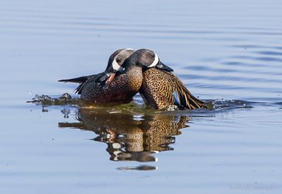John J Rawinski_Battling_Blue_Winged_Teal.jpg