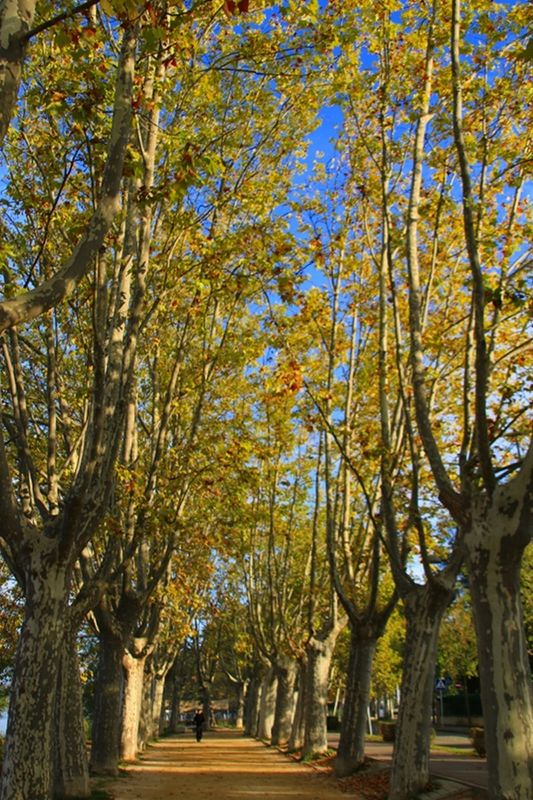 Banyoles (Pla de lEstany)