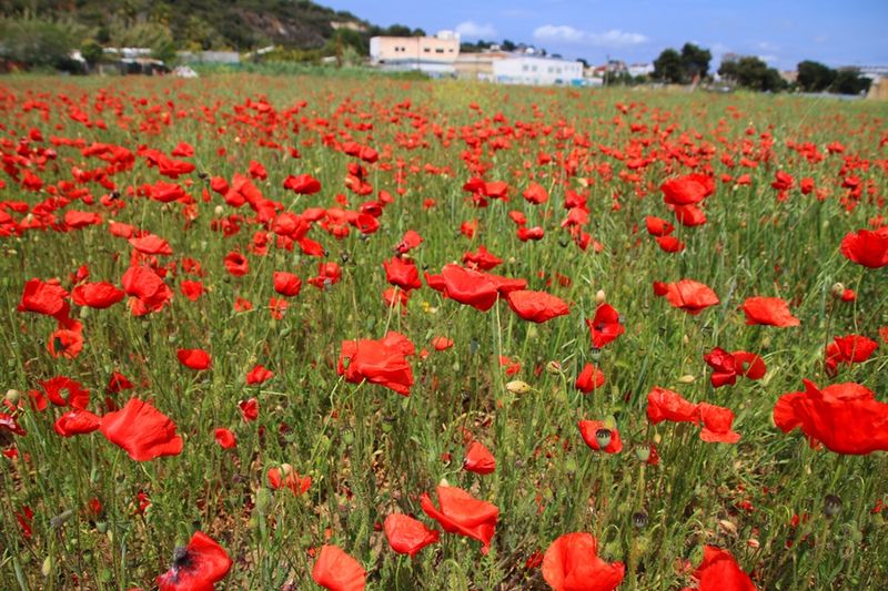 Malgrat de Mar (El Maresme)