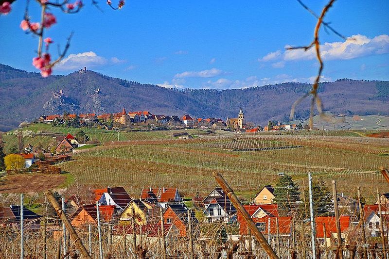 Mittelwihr. Coline des Amandiers