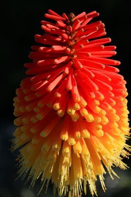 g13/47/949547/3/173184832.3fd2fb62.JPEG