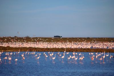 Flamencs a La Tancada