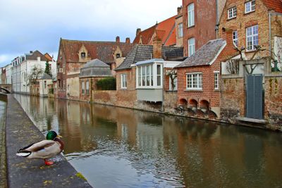 Bruges Canals. Gouden-Handrei