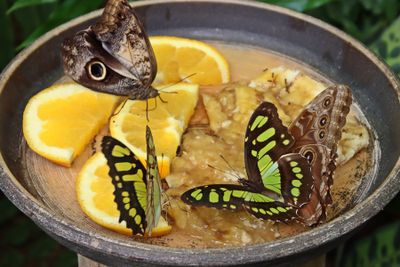 Benalmdena. Mariposario