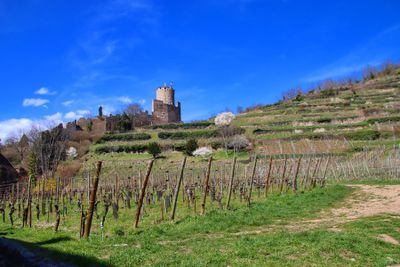 Kaysersberg. Le château de Kaysersberg
